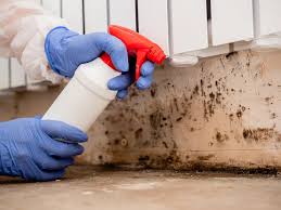 Best Attic Mold Removal in Drexel, OH